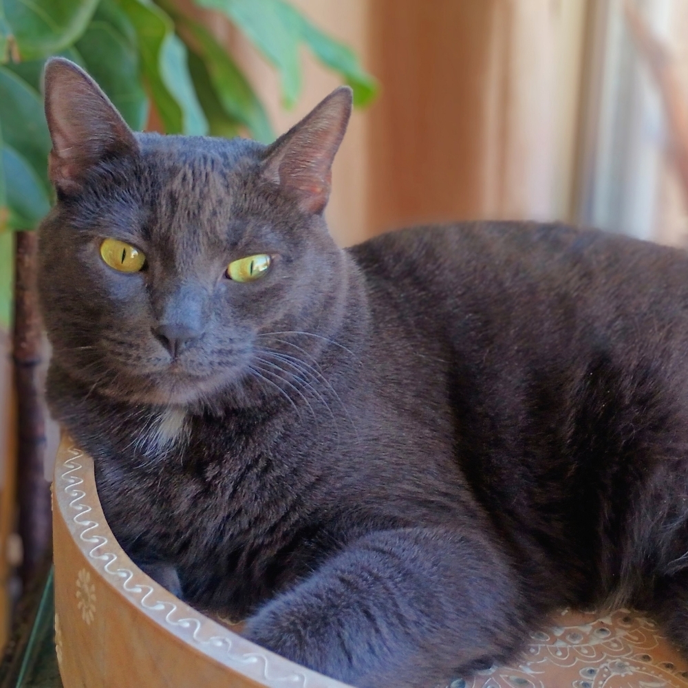 Meet your Posher, Cristin